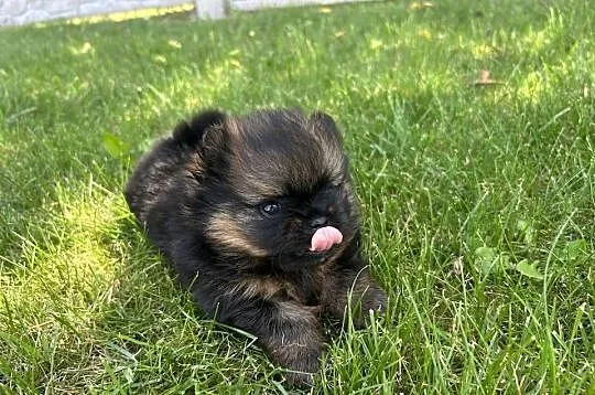 Szpic miniaturowy Boo, Śląskie, Częstochowa