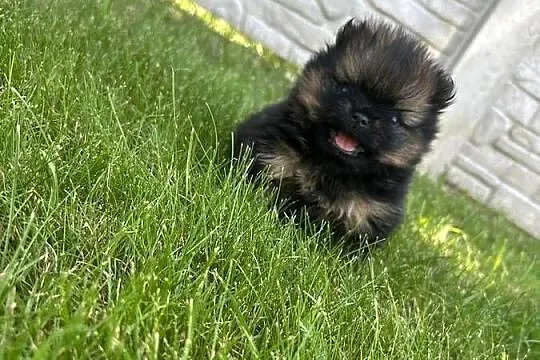 Szpic miniaturowy Boo, Śląskie, Częstochowa