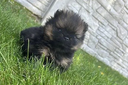 Szpic miniaturowy Boo, Śląskie, Częstochowa
