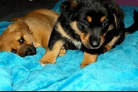 8 tyg. Kardamon szuka kochającego domu!,  Kundelki