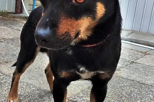 MAPEK-niewielki, spokojny miły psiak o uroczym spojrzeniu, adopcja, Małopolskie, Kraków