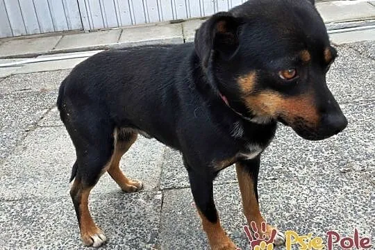 MAPEK-niewielki, spokojny miły psiak o uroczym spojrzeniu, adopcja, Małopolskie, Kraków