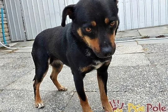 MAPEK-niewielki, spokojny miły psiak o uroczym spojrzeniu, adopcja, Małopolskie, Kraków