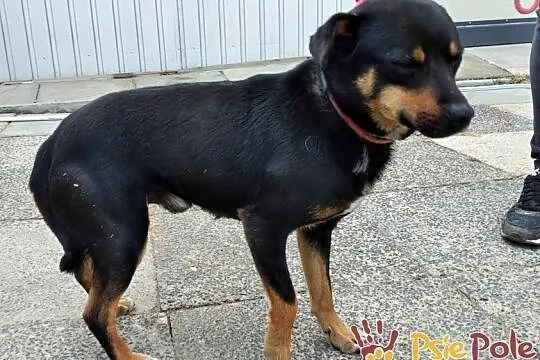 MAPEK-niewielki, spokojny miły psiak o uroczym spojrzeniu, adopcja, Małopolskie, Kraków
