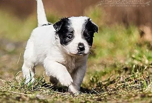 GERDA - kochana 6 tyg. ZJAWISKOWA MIKRO suczka do