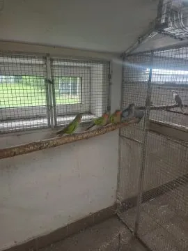 Księżniczki walii 24/25 lub pary ,najlepiej całe stado ..., , Pszczyna