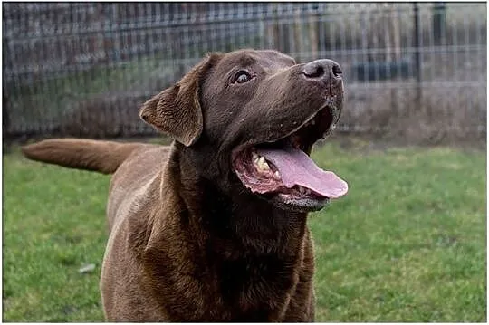 Largo piękny czekoladowy labrador do adopcji