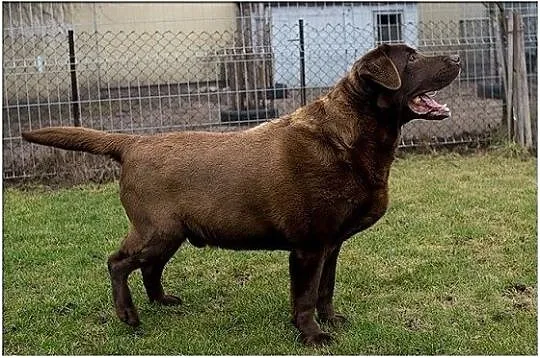 Largo piękny czekoladowy labrador do adopcji