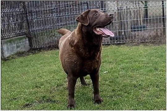 Largo piękny czekoladowy labrador do adopcji