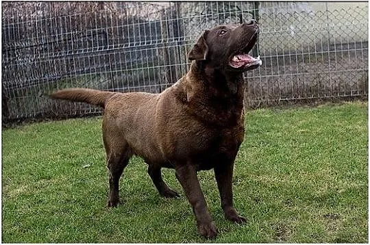 Largo piękny czekoladowy labrador do adopcji