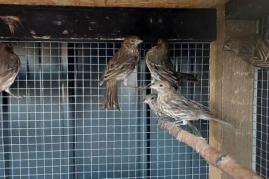 Gile meksykańskie, dziwonia ogrodowa, Śląskie, Radzionków