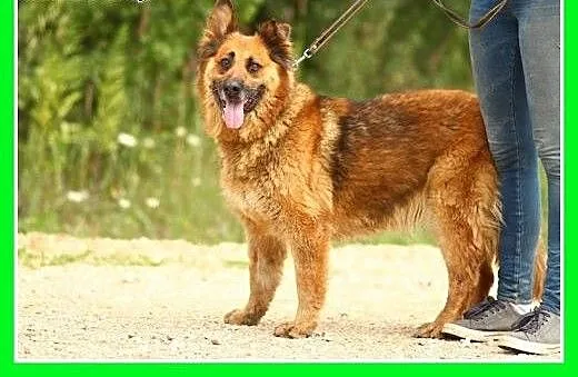 35 kg,zrównoważona,spokojna,łagodna,przyjazna sucz