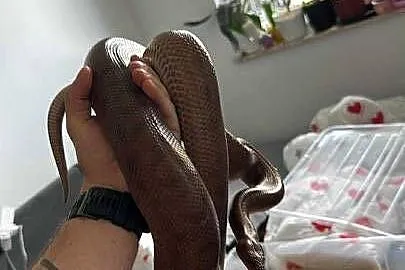 Boa tęczowy samica dorosła wąż, Lubelskie, Międzyrzec Podlaski
