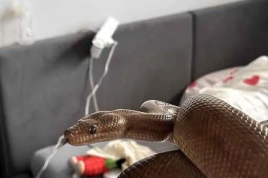 Boa tęczowy samica dorosła wąż, Lubelskie, Międzyrzec Podlaski