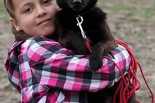 KRECIK malutki, młody, łagody piesek, lubi dzieci