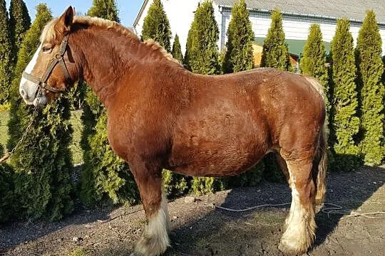 Sprzedam klacz zimnokrwistą ard.szwedzki