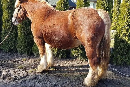 Sprzedam klacz zimnokrwistą ard.szwedzki, , Kąkolewnica Południowa