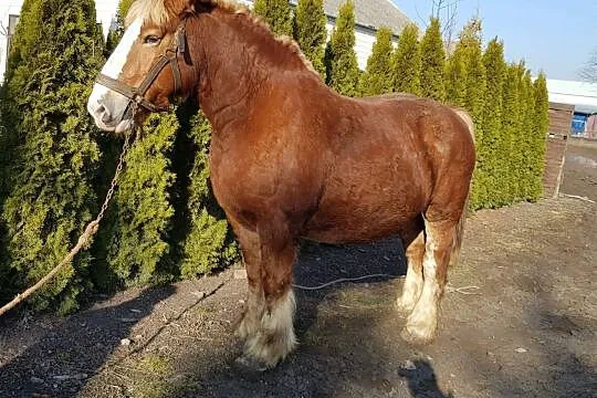 Sprzedam klacz zimnokrwistą ard.szwedzki, , Kąkolewnica Południowa