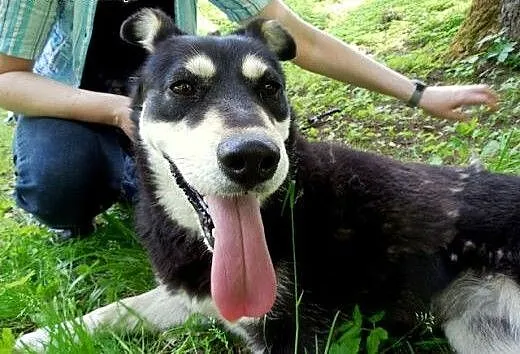 Esme - przyjacielska sunia w typie husky czeka na