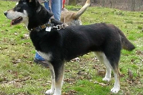 Esme - przyjacielska sunia w typie husky czeka na 