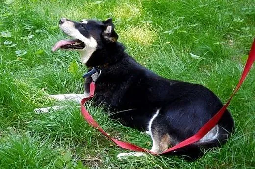 Esme - przyjacielska sunia w typie husky czeka na 