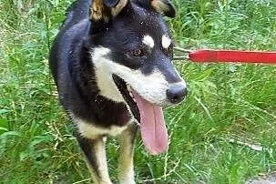 Esme - przyjacielska sunia w typie husky czeka na 