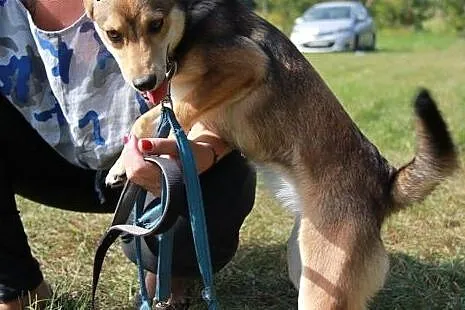 Monia, około roczna sunieczka, bardzo prosi o dom,