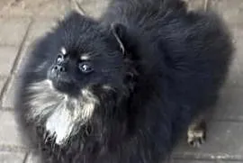 Suczka pomeranian 2 lata