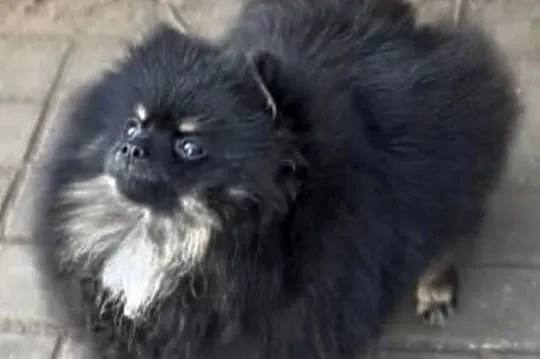 Suczka pomeranian 2 lata