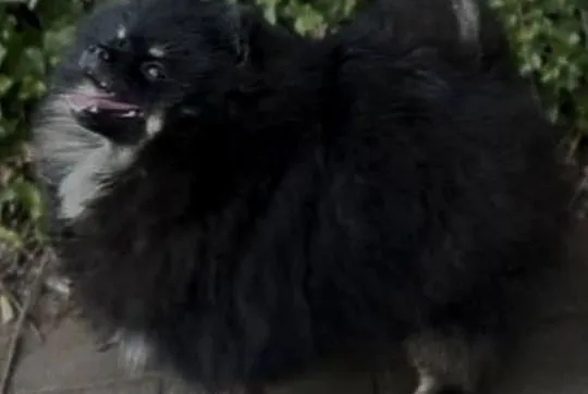 Suczka pomeranian 2 lata, Mazowieckie, Radom