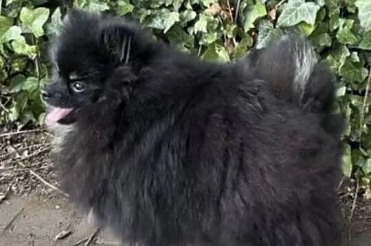 Suczka pomeranian 2 lata, Mazowieckie, Radom