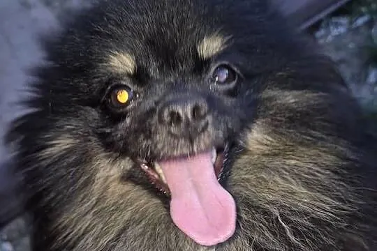 Suczka pomeranian 2 lata, Mazowieckie, Radom