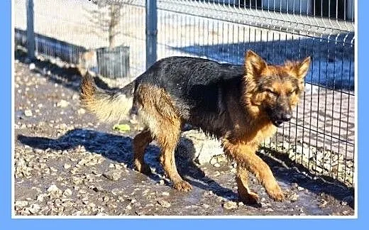 Owczarek mini,mieszaniec,suczka spokojna,cicha,łag
