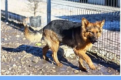 Owczarek mini,mieszaniec,suczka spokojna,cicha,łag