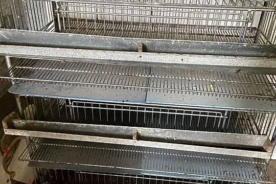 Przepiórki wraz z klatkami, Podkarpackie, Rzeszów