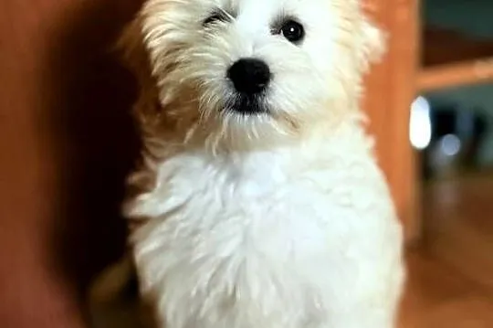 Maltipoo piękny piesek, Dolnośląskie, Wałbrzych