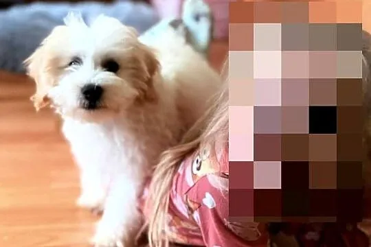 Maltipoo piękny piesek, Dolnośląskie, Wałbrzych