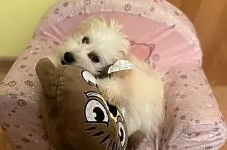 Maltipoo piękny piesek, Dolnośląskie, Wałbrzych