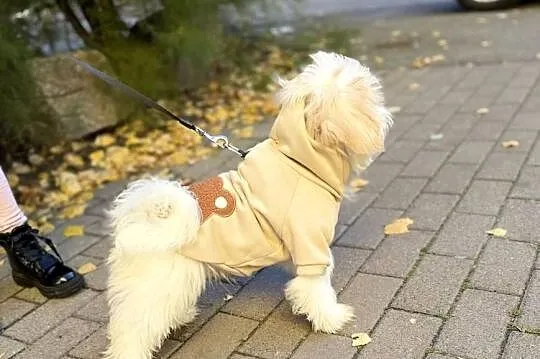 Maltipoo piękny piesek, Dolnośląskie, Wałbrzych