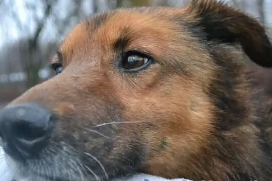 Kryspi szuka nowego domu