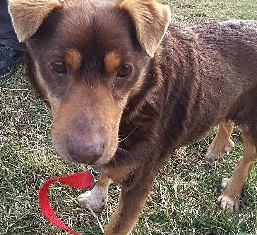 Twix, starszy słodziak do adopcji! :), dolnośląsk