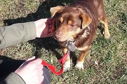 Twix, starszy słodziak do adopcji! :),  dolnośląsk