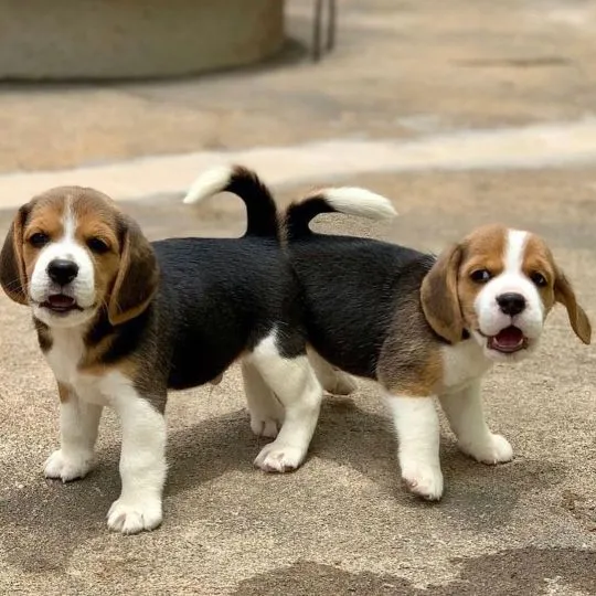 Beagle Szczenięta GOTOWE OD TERAZ do nowych domów., Zachodniopomorskie, Szczecin