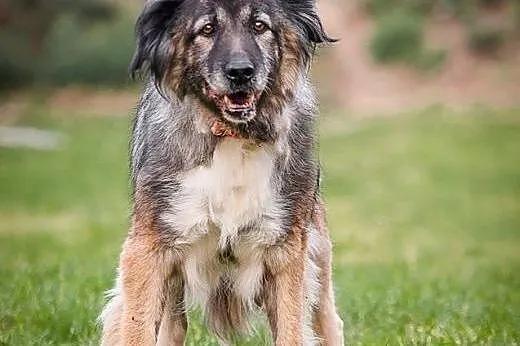 Berta - cudowna sunia w typie KAUKAZA !,  śląskie 