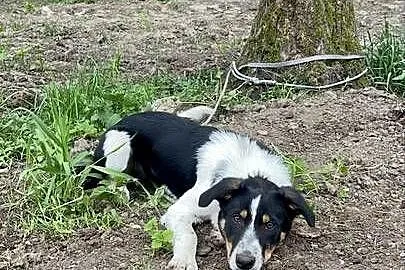 Border Collie szczeniak krótkowłosy