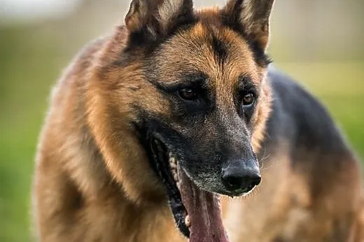 TORIN - owczar z krwi i kości w Twoim sercu chce z
