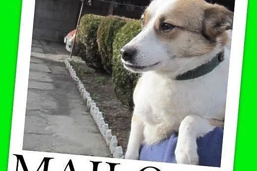 Z kanapy do schroniskowego boksu,mały MAILO prosi o dom,  śląskie Katowice