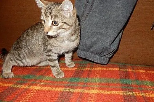 Pipi mała burasia do adopcji!!!,  łódzkie Łódź