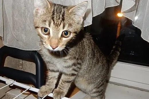 Pipi mała burasia do adopcji!!!,  łódzkie Łódź