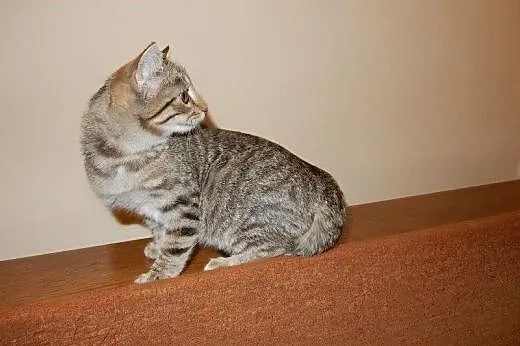 Pipi mała burasia do adopcji!!!,  łódzkie Łódź